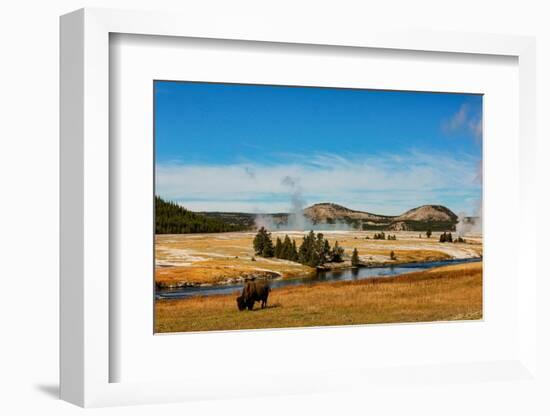 Yellowstone National Park, USA, Bison, buffalo, Steam, Old Faithful, Yellowstone River-Jolly Sienda-Framed Photographic Print