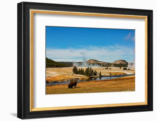 Yellowstone National Park, USA, Bison, buffalo, Steam, Old Faithful, Yellowstone River-Jolly Sienda-Framed Photographic Print