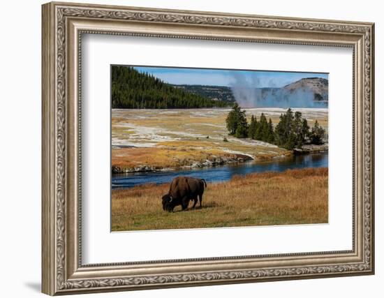 Yellowstone National Park, USA, Wyoming. Buffalo and Old Faithful.-Jolly Sienda-Framed Photographic Print