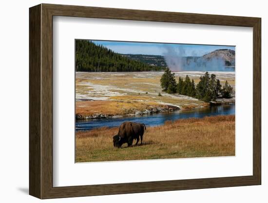 Yellowstone National Park, USA, Wyoming. Buffalo and Old Faithful.-Jolly Sienda-Framed Photographic Print