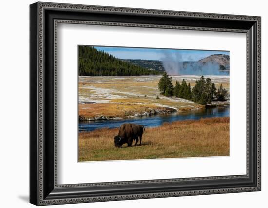 Yellowstone National Park, USA, Wyoming. Buffalo and Old Faithful.-Jolly Sienda-Framed Photographic Print