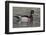 Yellowstone National Park, wood duck drake in breeding plumage floats on the river while calling.-Ellen Goff-Framed Photographic Print