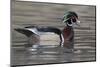 Yellowstone National Park, wood duck drake in breeding plumage floats on the river while calling.-Ellen Goff-Mounted Photographic Print