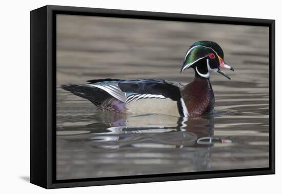 Yellowstone National Park, wood duck drake in breeding plumage floats on the river while calling.-Ellen Goff-Framed Premier Image Canvas