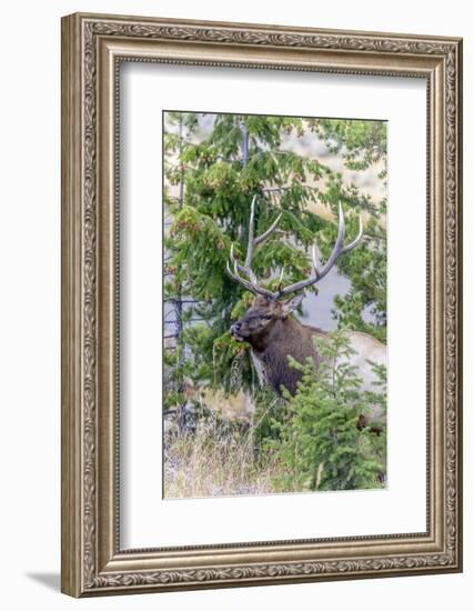 Yellowstone National Park, Wyoming, Bull Elk profile.-Karen Ann-Framed Photographic Print