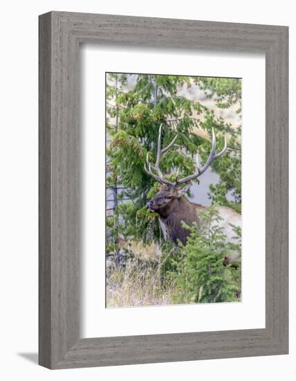 Yellowstone National Park, Wyoming, Bull Elk profile.-Karen Ann-Framed Photographic Print