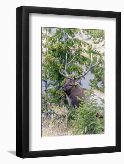 Yellowstone National Park, Wyoming, Bull Elk profile.-Karen Ann-Framed Photographic Print