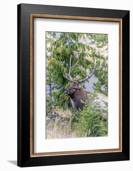 Yellowstone National Park, Wyoming, Bull Elk profile.-Karen Ann-Framed Photographic Print