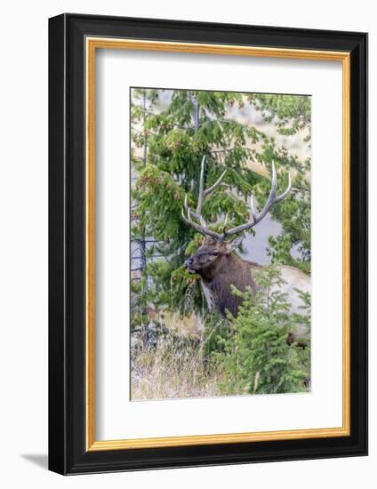 Yellowstone National Park, Wyoming, Bull Elk profile.-Karen Ann-Framed Photographic Print