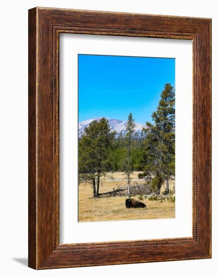 Yellowstone National Park, Wyoming, USA. Buffalo.-Jolly Sienda-Framed Photographic Print