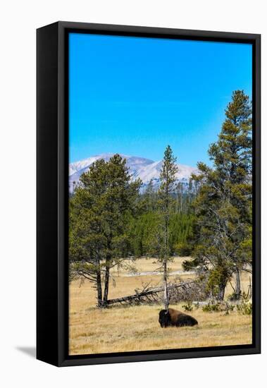 Yellowstone National Park, Wyoming, USA. Buffalo.-Jolly Sienda-Framed Premier Image Canvas