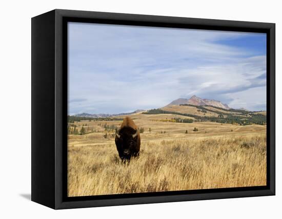 Yellowstone National Park, Wyoming, USA-Rolf Nussbaumer-Framed Premier Image Canvas