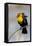 Yellowstone National Park, yellow-headed blackbird perched on a reed.-Ellen Goff-Framed Premier Image Canvas