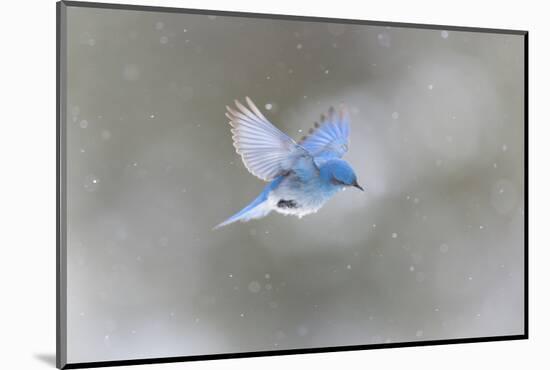 Yellowstone NP, a male mountain bluebird hovers above a stream in a snowstorm looking for insects.-Ellen Goff-Mounted Photographic Print