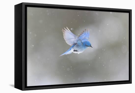 Yellowstone NP, a male mountain bluebird hovers above a stream in a snowstorm looking for insects.-Ellen Goff-Framed Premier Image Canvas