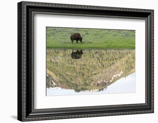 Yellowstone NP, Lamar Valley. American bison enjoying the green grass of spring.-Ellen Goff-Framed Photographic Print