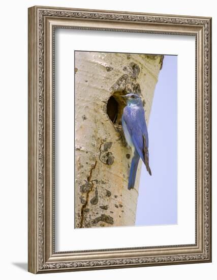 Yellowstone NP, Wyoming. Male mountain bluebird perched by its nesting hole on a paper birch tree.-Janet Horton-Framed Photographic Print