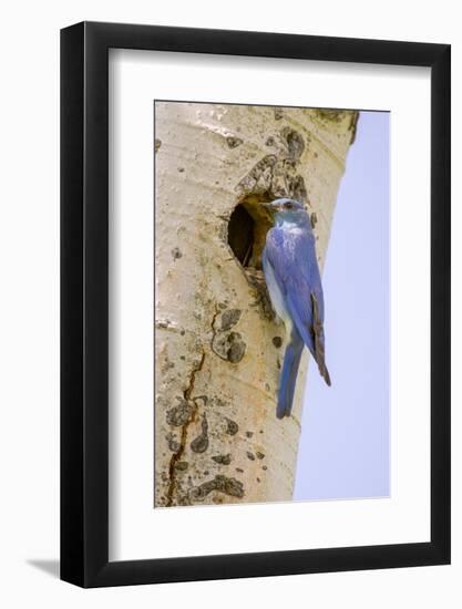 Yellowstone NP, Wyoming. Male mountain bluebird perched by its nesting hole on a paper birch tree.-Janet Horton-Framed Photographic Print