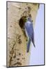 Yellowstone NP, Wyoming. Male mountain bluebird perched by its nesting hole on a paper birch tree.-Janet Horton-Mounted Photographic Print