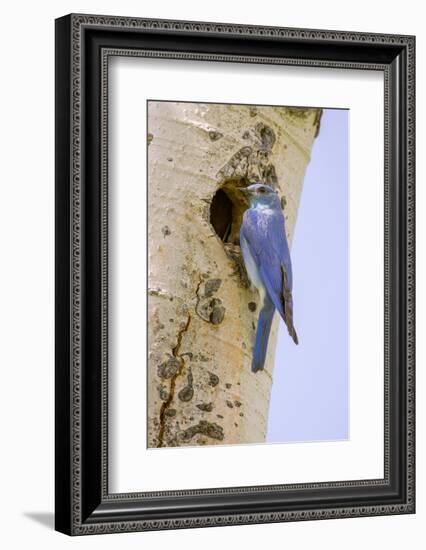 Yellowstone NP, Wyoming. Male mountain bluebird perched by its nesting hole on a paper birch tree.-Janet Horton-Framed Photographic Print