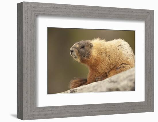 Yellowstone NP, Wyoming Yellow-bellied marmot keeping a watch with its teeth showing-Janet Horton-Framed Photographic Print