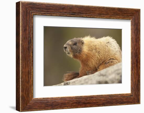 Yellowstone NP, Wyoming Yellow-bellied marmot keeping a watch with its teeth showing-Janet Horton-Framed Photographic Print