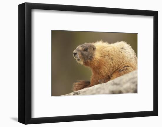 Yellowstone NP, Wyoming Yellow-bellied marmot keeping a watch with its teeth showing-Janet Horton-Framed Photographic Print