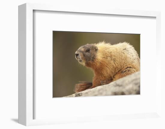 Yellowstone NP, Wyoming Yellow-bellied marmot keeping a watch with its teeth showing-Janet Horton-Framed Photographic Print