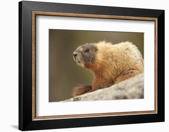 Yellowstone NP, Wyoming Yellow-bellied marmot keeping a watch with its teeth showing-Janet Horton-Framed Photographic Print