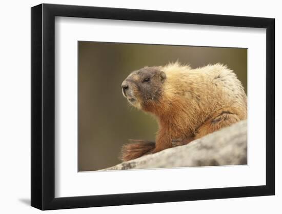 Yellowstone NP, Wyoming Yellow-bellied marmot keeping a watch with its teeth showing-Janet Horton-Framed Photographic Print