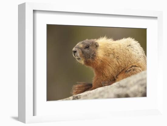 Yellowstone NP, Wyoming Yellow-bellied marmot keeping a watch with its teeth showing-Janet Horton-Framed Photographic Print