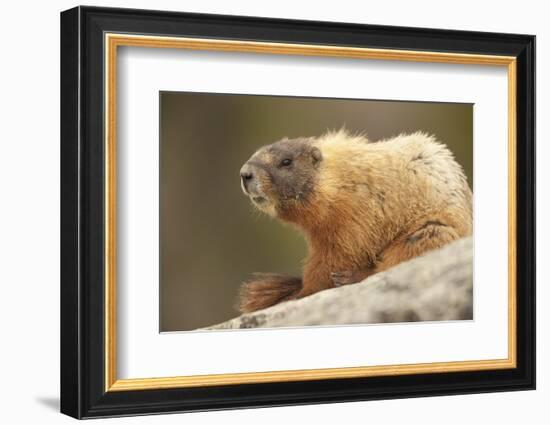 Yellowstone NP, Wyoming Yellow-bellied marmot keeping a watch with its teeth showing-Janet Horton-Framed Photographic Print