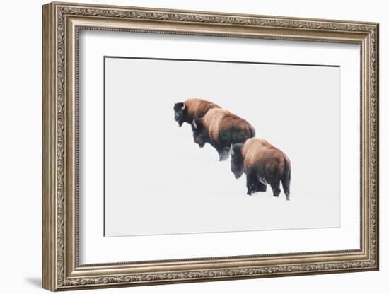 Yellowstone Trio-Annie Bailey Art-Framed Art Print