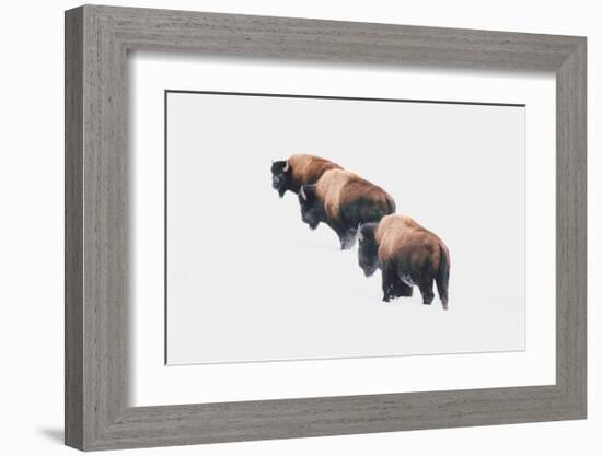 Yellowstone Trio-Annie Bailey Art-Framed Art Print