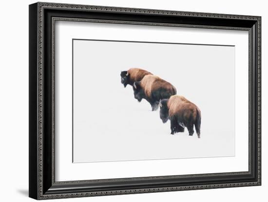 Yellowstone Trio-Annie Bailey Art-Framed Art Print