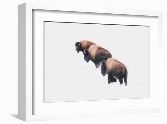 Yellowstone Trio-Annie Bailey Art-Framed Art Print