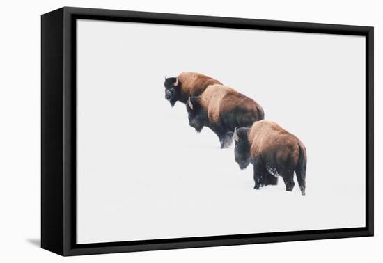 Yellowstone Trio-Annie Bailey Art-Framed Stretched Canvas