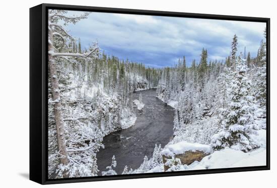 Yellowstone Winter In Fall-Galloimages Online-Framed Stretched Canvas