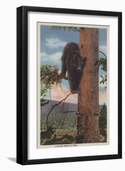 Yellowstone, WY - View of Black Bear in Tree-Lantern Press-Framed Art Print