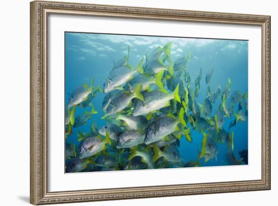 Yellowtail Grunt, Galapagos Islands, Ecuador-Pete Oxford-Framed Photographic Print