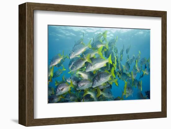 Yellowtail Grunt, Galapagos Islands, Ecuador-Pete Oxford-Framed Photographic Print