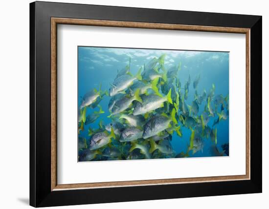 Yellowtail Grunt, Galapagos Islands, Ecuador-Pete Oxford-Framed Photographic Print