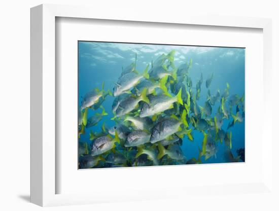 Yellowtail Grunt, Galapagos Islands, Ecuador-Pete Oxford-Framed Photographic Print