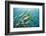 Yellowtail Grunt, Galapagos Islands, Ecuador-Pete Oxford-Framed Photographic Print