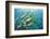 Yellowtail Grunt, Galapagos Islands, Ecuador-Pete Oxford-Framed Photographic Print