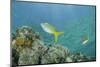 Yellowtail Snapper, Half Moon Caye, Lighthouse Reef, Atoll, Belize-Pete Oxford-Mounted Photographic Print