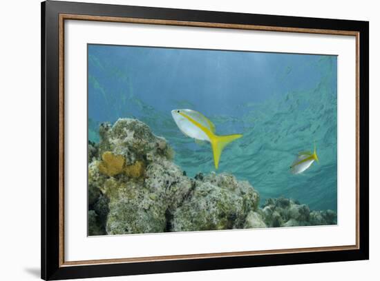 Yellowtail Snapper, Half Moon Caye, Lighthouse Reef, Atoll, Belize-Pete Oxford-Framed Photographic Print