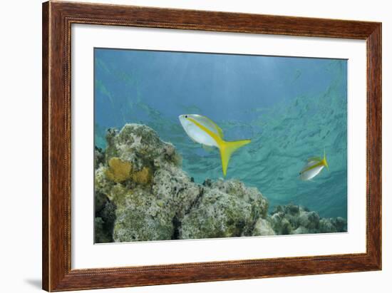 Yellowtail Snapper, Half Moon Caye, Lighthouse Reef, Atoll, Belize-Pete Oxford-Framed Photographic Print