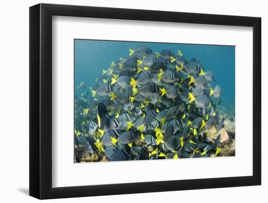 Yellowtail Surgeonfish, Galapagos Islands, Ecuador-Pete Oxford-Framed Photographic Print