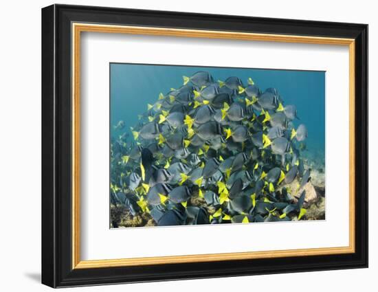 Yellowtail Surgeonfish, Galapagos Islands, Ecuador-Pete Oxford-Framed Photographic Print